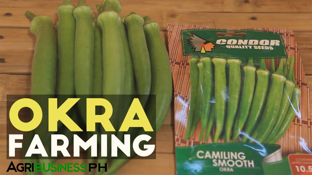 ⁣Okra Farming in the Philippines: Have Daily Income in Okra Farming