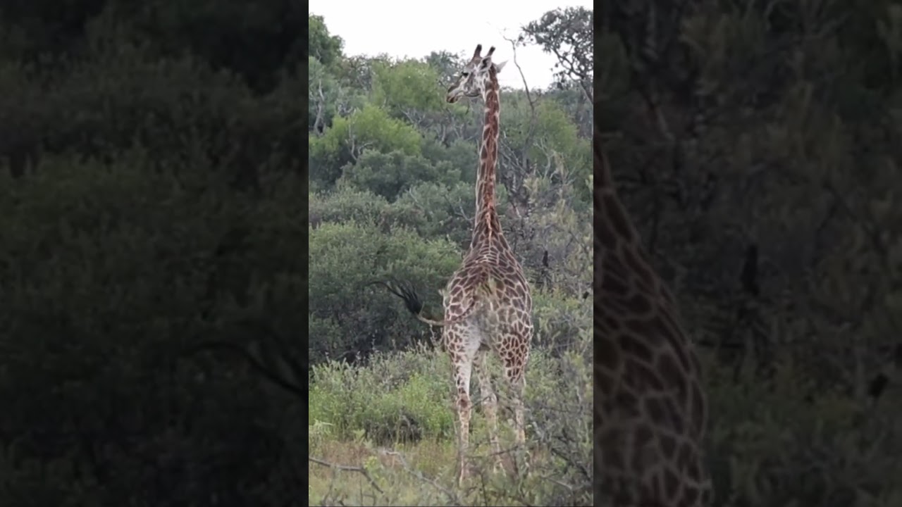 “One cannot resist the lure of Africa.” ~ Rudyard Kipling.