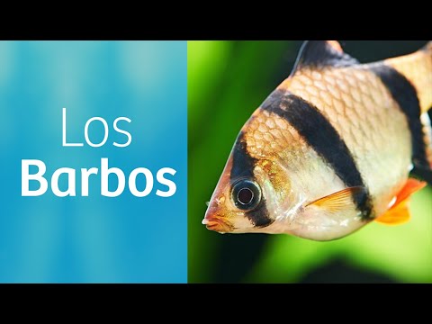 Vídeo: Barbs - Peces De Acuario Para Entrenar