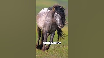 Thumbnail of Never Thought a Horse’s Hair Could Grow THIS Long! 😲