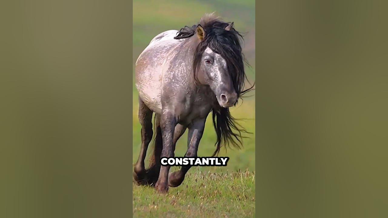 Never Thought a Horse’s Hair Could Grow THIS Long! 😲