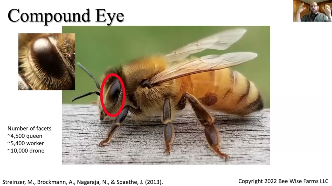 Lecture 1: Bee Calm Bee Well: Honey Bee Biology
