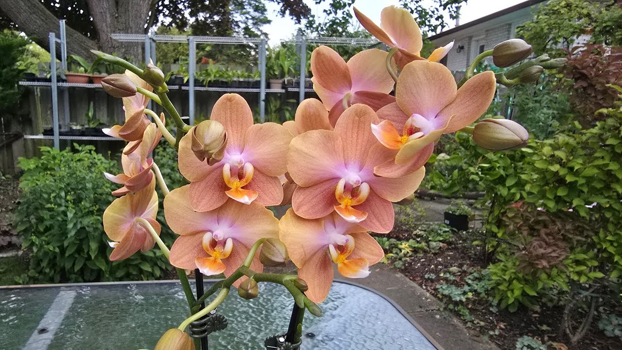 Sophie's Garden 介绍一株复古红铜色浓香蝴蝶兰Phalaenopsis Las Vegas