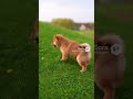芝生を駆け回る豆柴 / Mameshiba Runs Around the Grass!【ASMR】