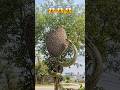 Snake attack to bee hive 😱 #trending #shorts #ytshorts