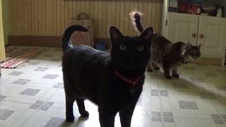 Simple Cat Training with Bo & Macy by maueyes 258 views 6 years ago 1 minute, 1 second