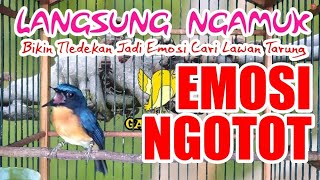 Langsung Ngamuk : Bikin Tledekan Jadi Emosi Cari Lawan Tarung