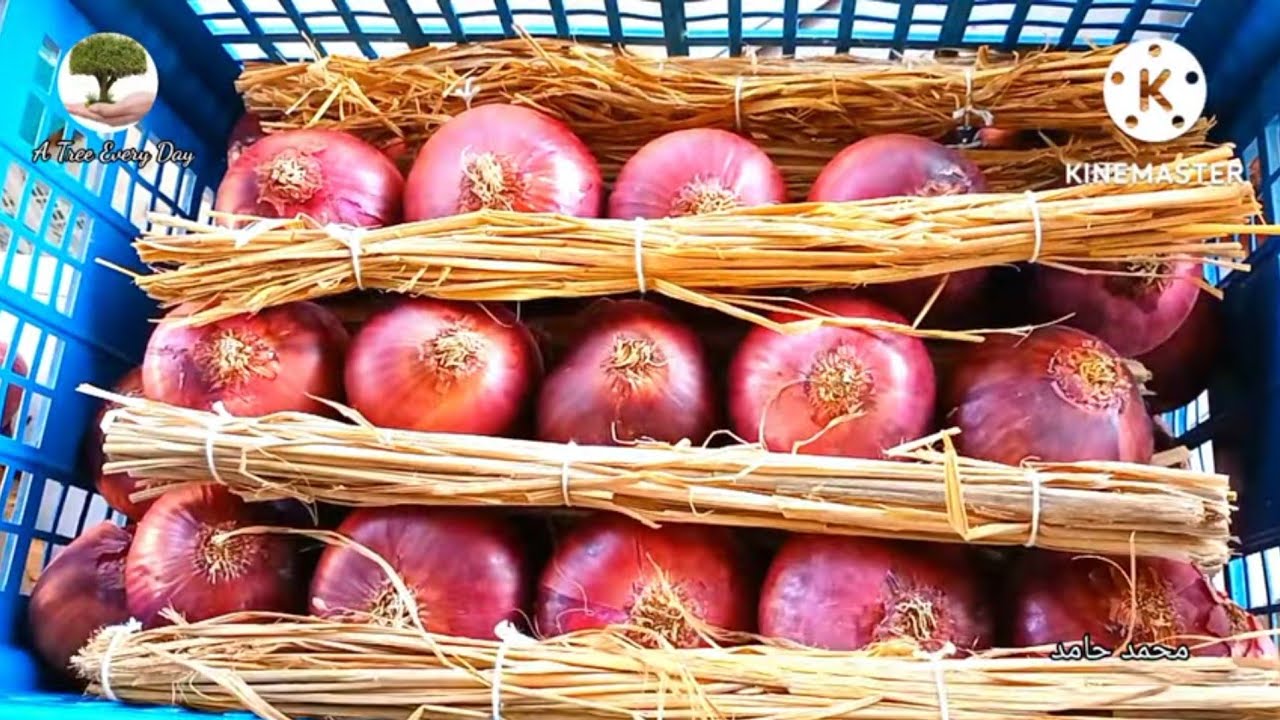 تخزين البصل لمده عام بدون فاقد بصله