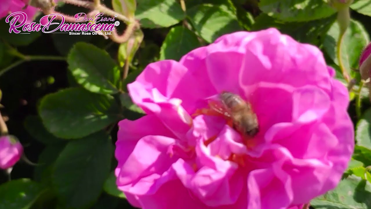 Rosa Damascena - The Rose Gardens from Isparta / Isparta Gül Bahçelerinden / حدائق الورود من اسبرطة
