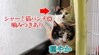 【人慣れNG威嚇しまくり猫】保護して約3ヶ月の様子を赤裸々に伝えます