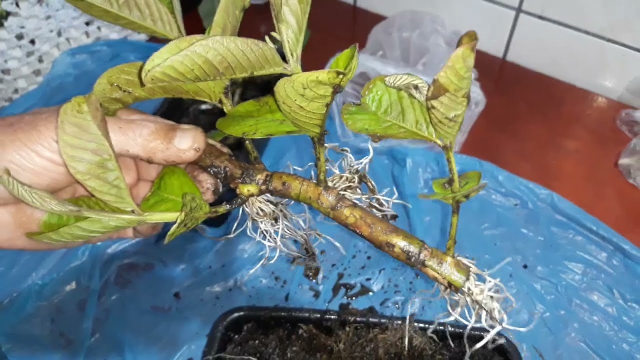 VEJA O QUE ESTERCO DE GADO É CAPAZ!!!!