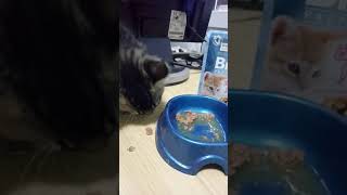 Влажный корм с куриным филе в соусе для котят Brit Premium Cat  Chicken Fillets in Gravy for Kitten