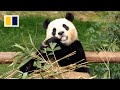 South Koreans bid farewell to panda Fu Bao