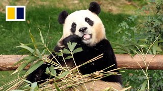 South Koreans bid farewell to panda Fu Bao