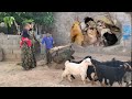 Nomadic life cooking rice with chicken and homemade salad