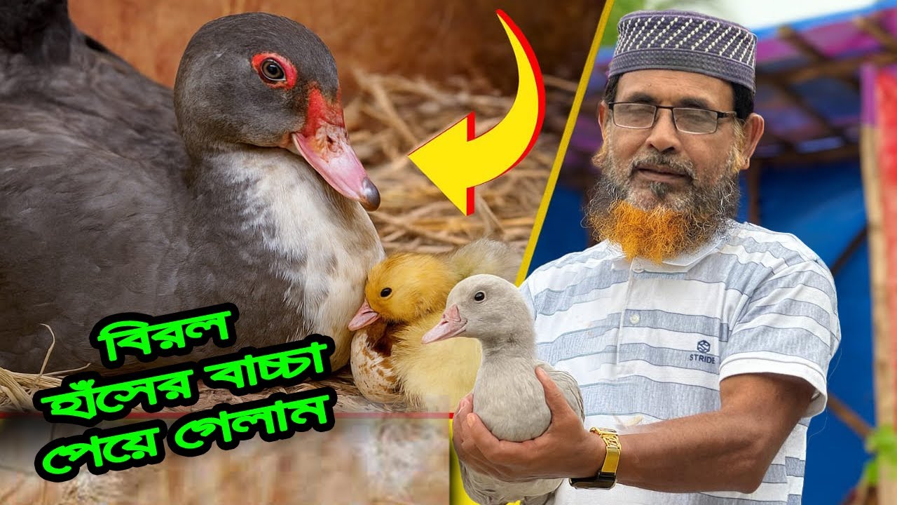 অনেক অপেক্ষার পর অবশেষে পেয়ে গেলাম সি'লভার হাঁসের বা'চ্চা 🧡🧡