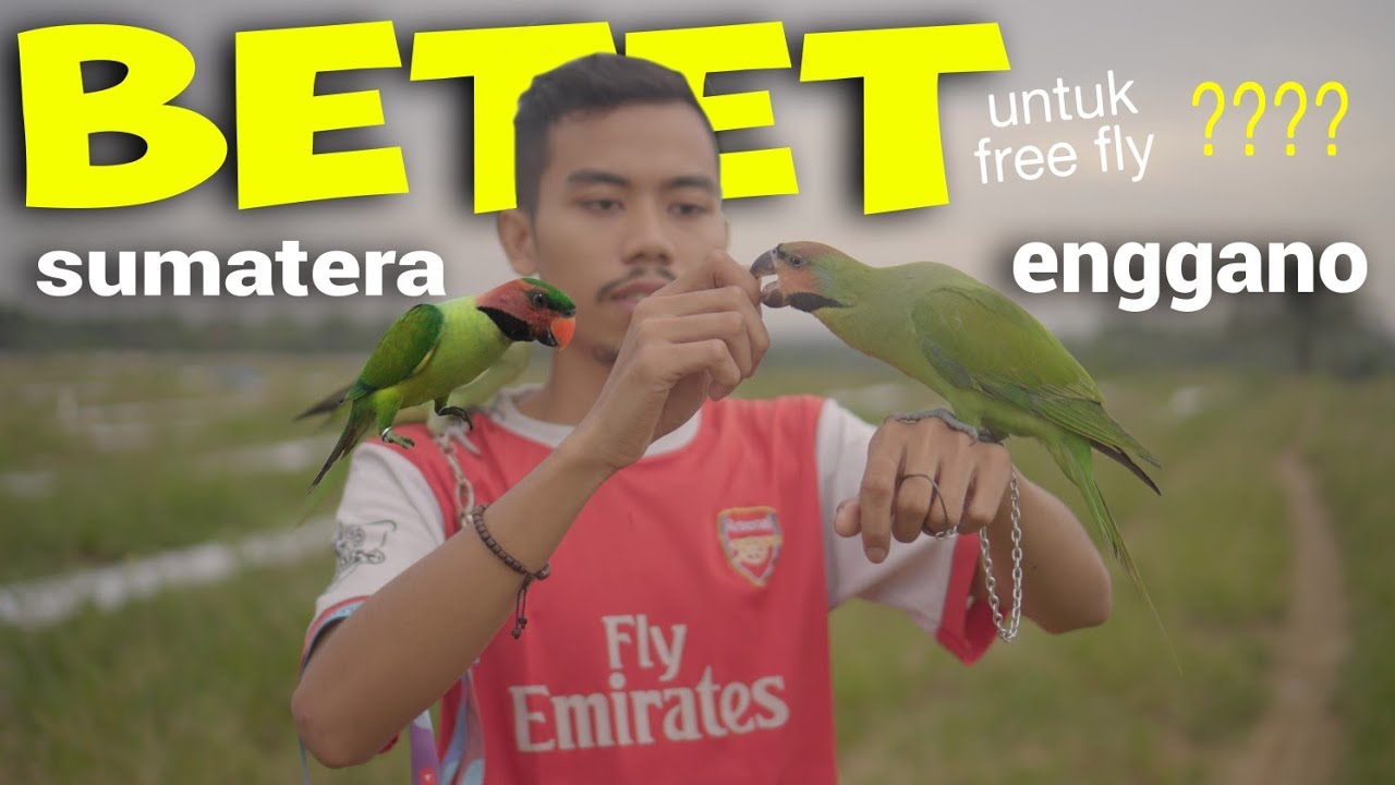 Pilih betet sumatera / betet enggano untuk free fly