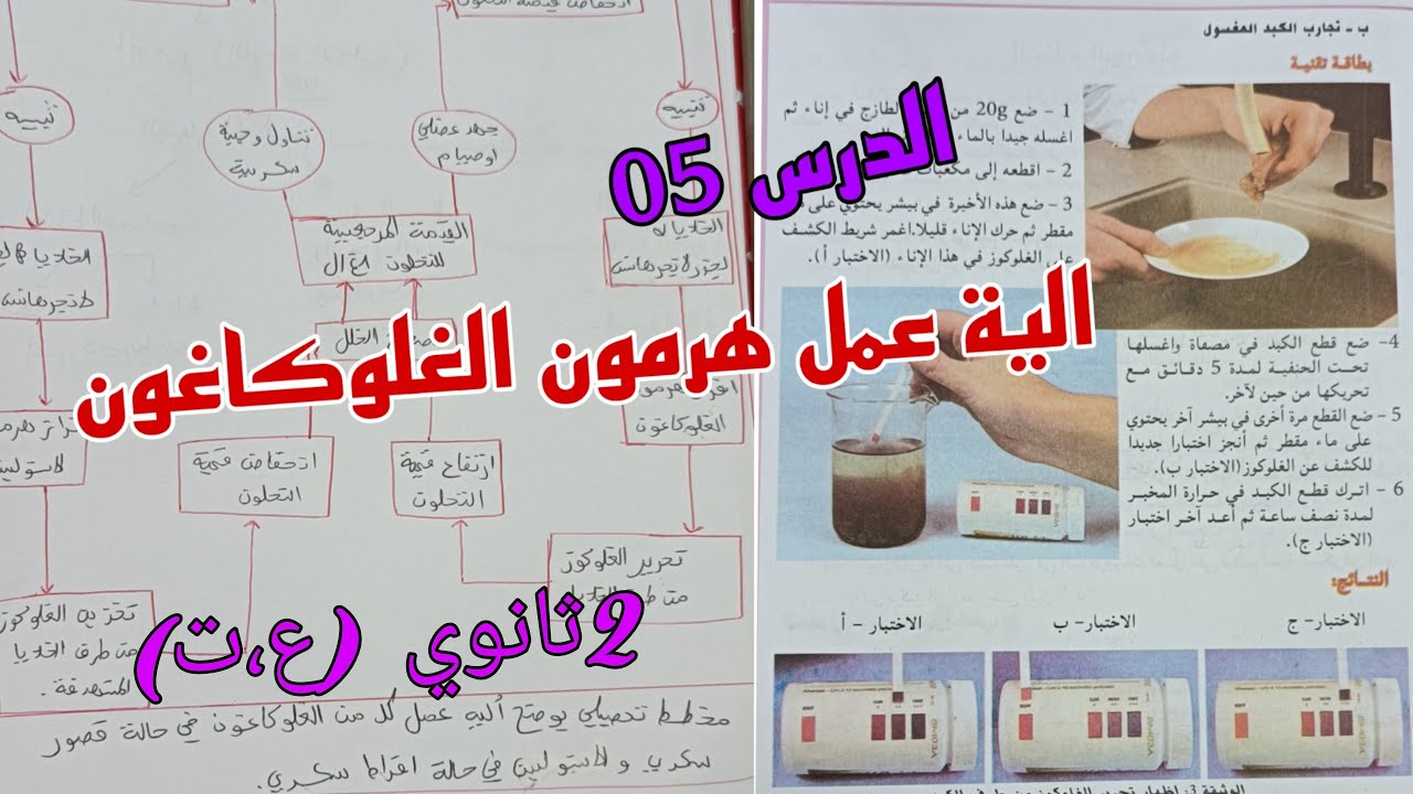 الدرس :05الية عمل هرمون الغلوكاغون (هرمون الافراط السكري