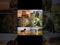 #AnimalsVsAnimals #WildFight #JungleBattle