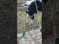 Cow swing 2