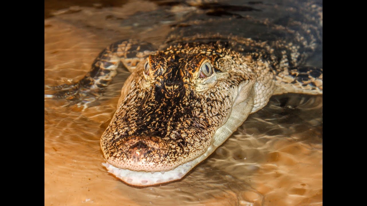 Animal Spotlight: American Alligator