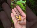 Bamboo shoot season is almost over, but mushroom season is here! #bamboo #bamboofarm #mosobamboo