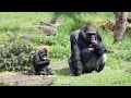 GORILLA FATHER BAOBAO AND SON KIANGO