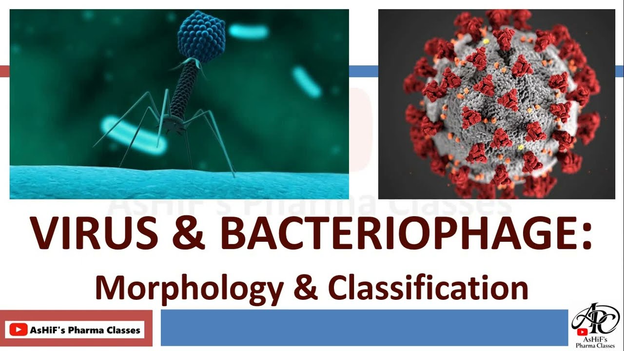 Microbiology of VIRUS & BACTERIOPHAGE Part 1: Properties, Morphology, Symmetry, Classification