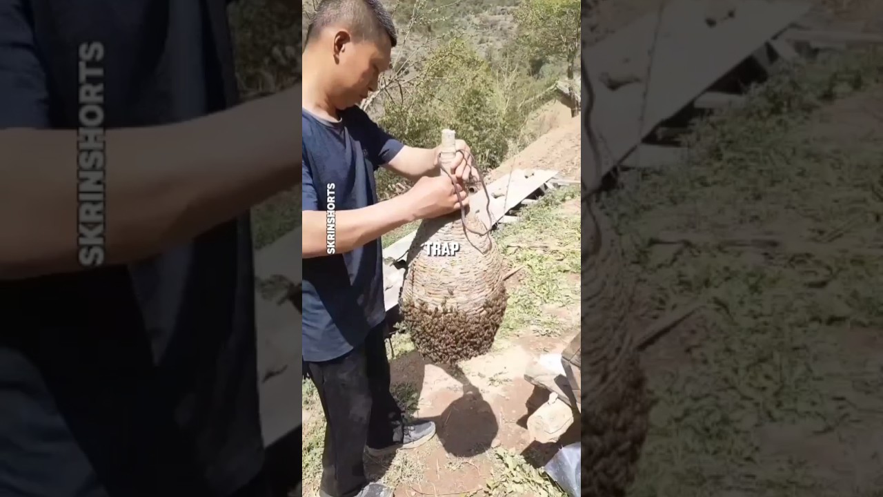 Chinese Method: Capturing Wild Bees 