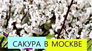 Blossoming Sakura in Moscow ✿