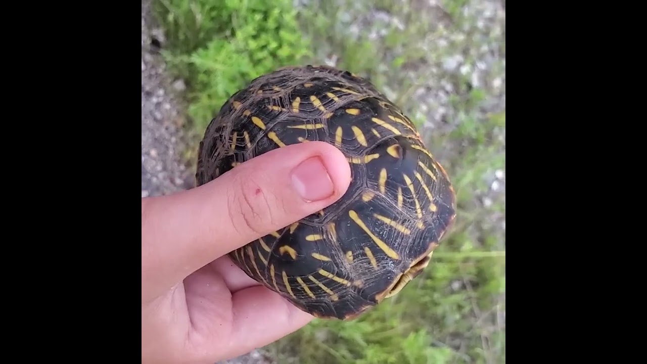 55 Seconds of Creeping Things Highlights 2022