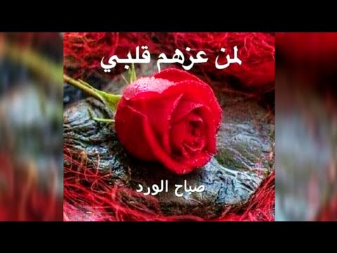صباح الخير لمن عزهم مسجات الصباح ستوريات صباحيه صباح الورد صباح الخير حالات ستوريات نور