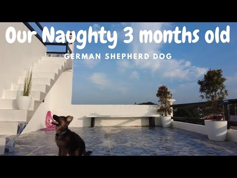 Our Naughty German Shepherd Puppy || - YouTube