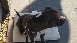 Charlie The Out Of Control Staffy