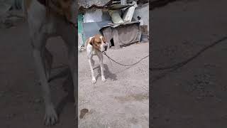 Pointer Av Köpeği Karlos