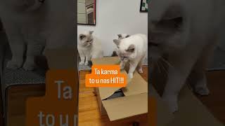 Aż trzeba ją chować przed nimi :)  #cat #cats #koty #ytshorts #funny #catshorts