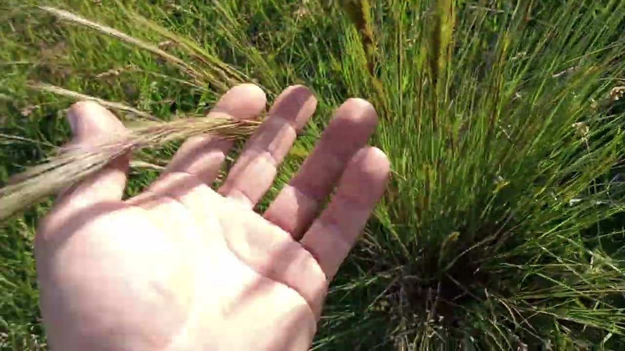 Capim barba de bode alta