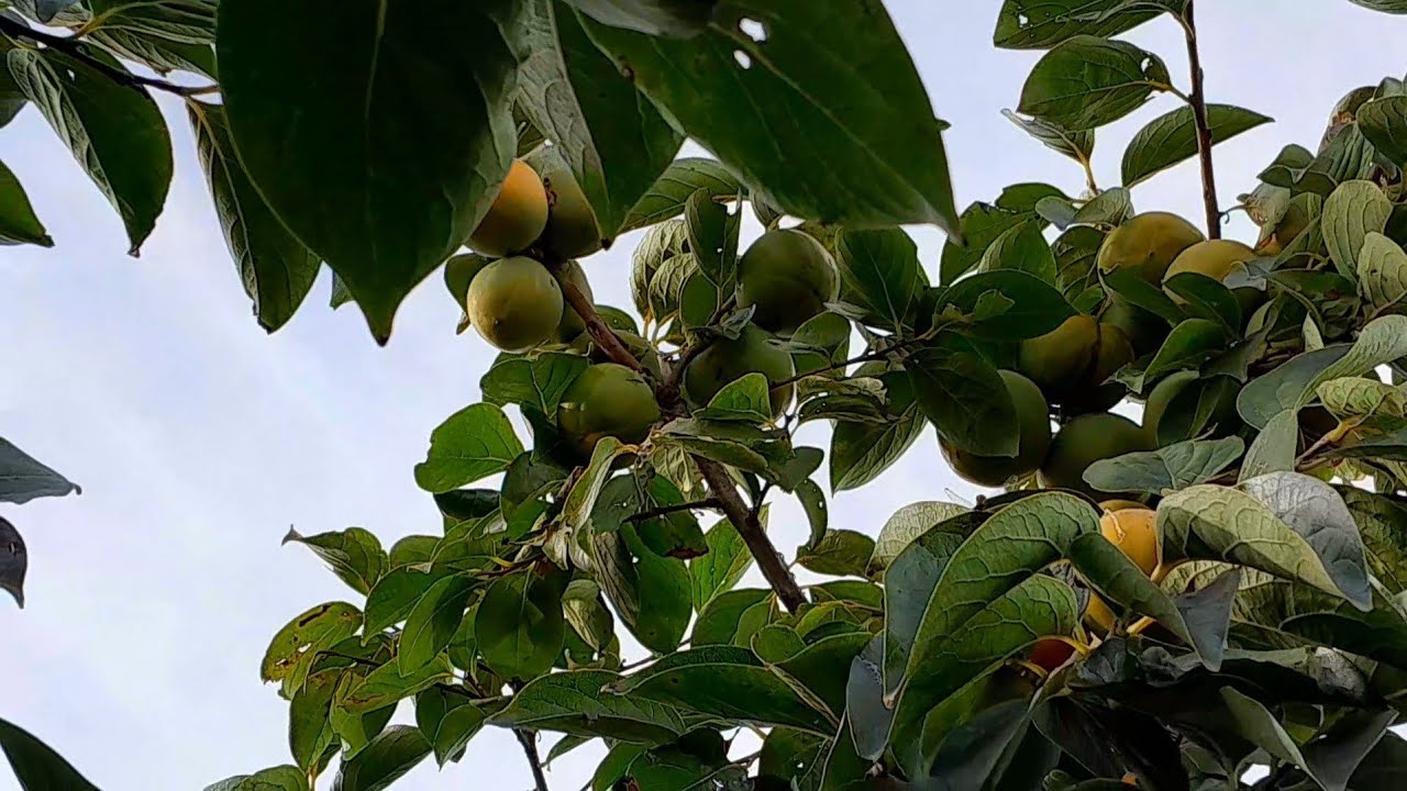 Ja comeram galinhada assim/Mostrando um pouco do meu pomar 