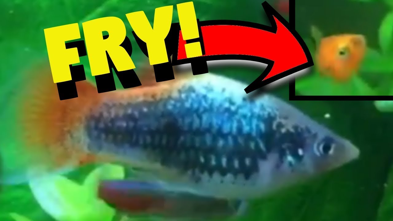 fluval roma 90 review THEY HAD FRY! | Tropical Aquarium Update #4