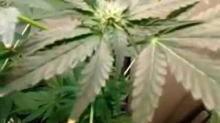 CFL indoor grow, Wut not to do Series (15a)