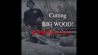 Echo CS-490 Cutting BIG WOOD with Oregon Powercut Chain! EP 35