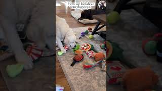 When Dogs Are Hoarders #funny