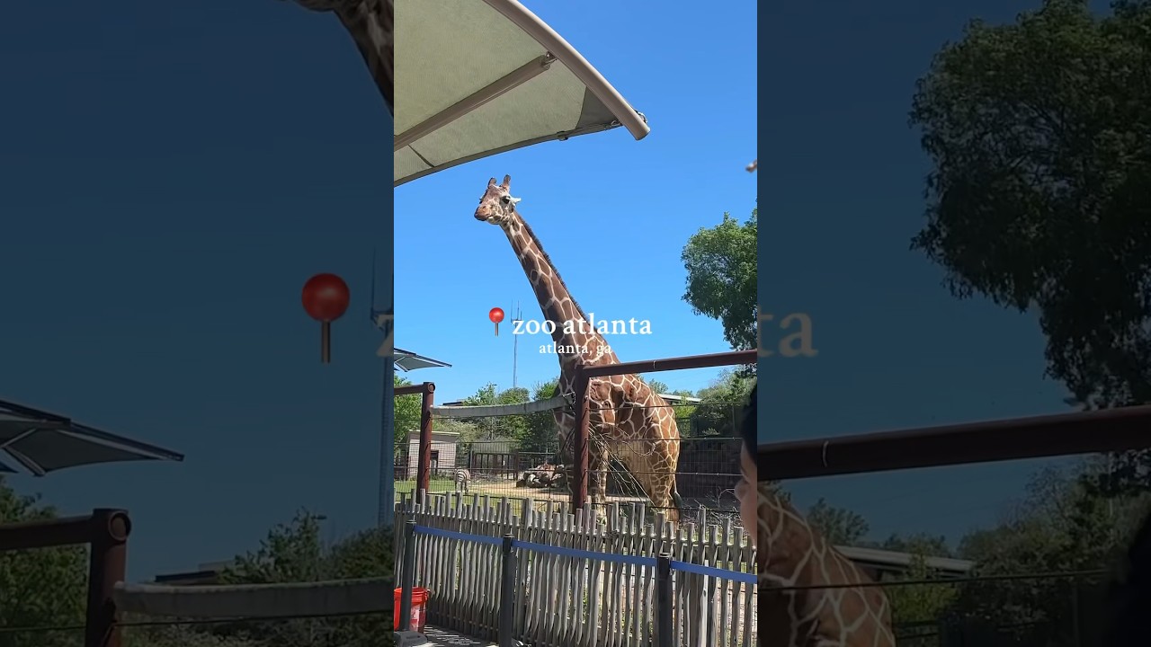 we love the zoo 🦒🐅🫶🏽 