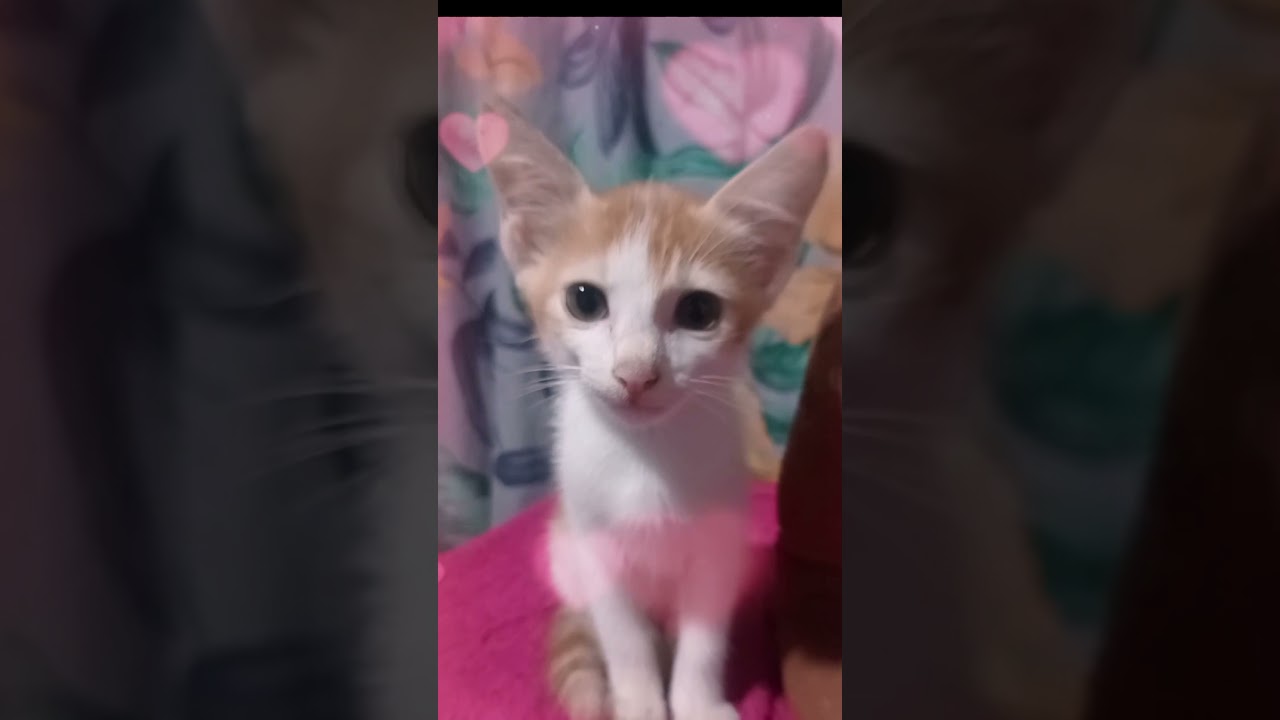Scooby's new friend 😁🫣🥰🥹#cuteanimal#kitten#cutecat#prettycat#kitty#pets#scoobydooclips#scoobydoo