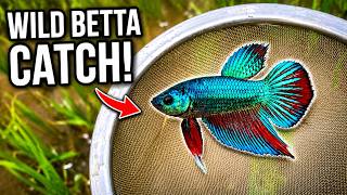 Amazing Rice Field Wildlife! Catching Goldfish, Reptiles and Walking Catfish