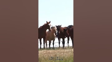 سورة الأنفال و..كا،،نك تسمعها لأول مر.ة 💓..🌷.🏵️💮..💔🌺؛؛🌸بصوت الشيخ حمزة مد،بو.ح 💓❣️💘❤️؛،🌹💗🌷