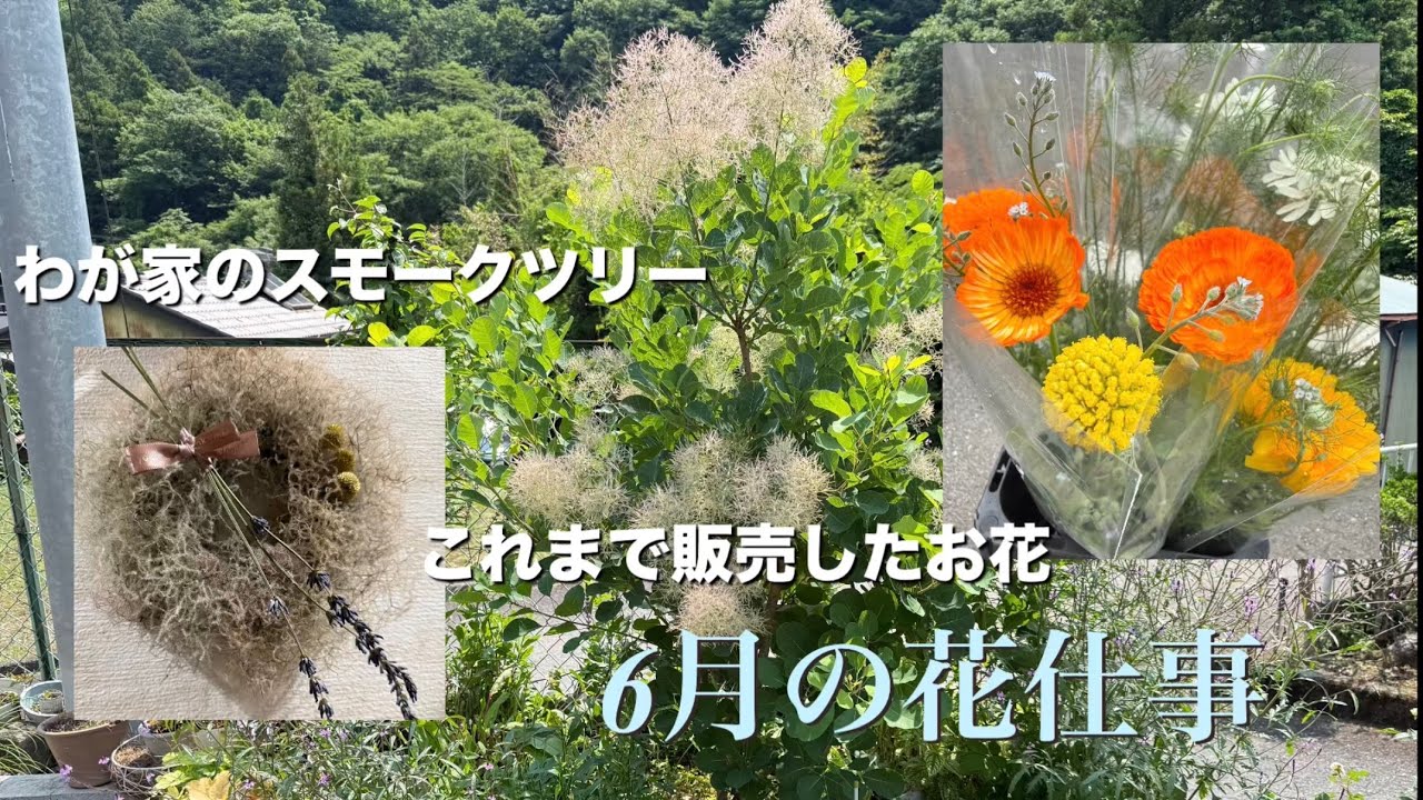 6月🌸ガーデニング わが家のスモークツリー スモークツリーのリース