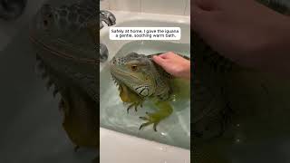 She Saved A Giant Iguana From A Street Dog Attack