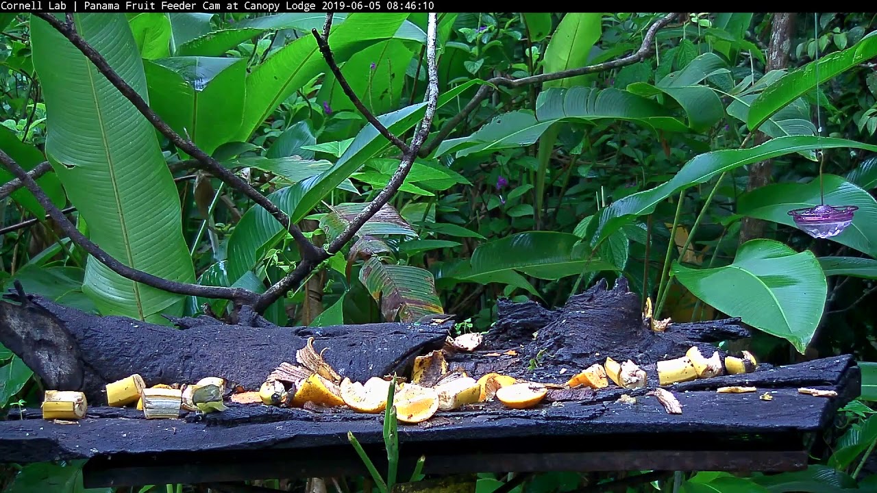 A Bananaquit Visits The Feeder – June 5, 2019 