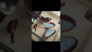 #butterfly #aesthetic #vintage #shorts #viral screenshot 2